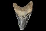 Serrated, Fossil Megalodon Tooth - Unique Patterning #78199-1